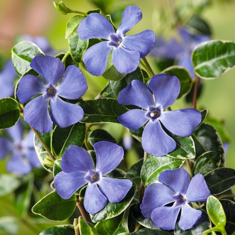 1 x 9cm Potted Plant Vinca minor Ralph Shugert Shrub Plants