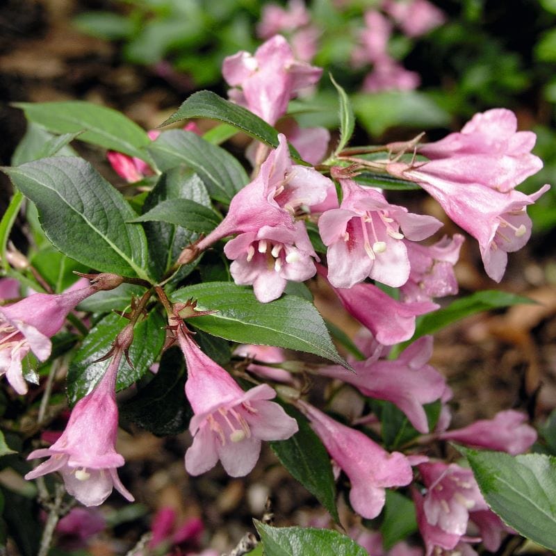 1 x 9cm Potted Plant Weigela Minuet Shrub Plants