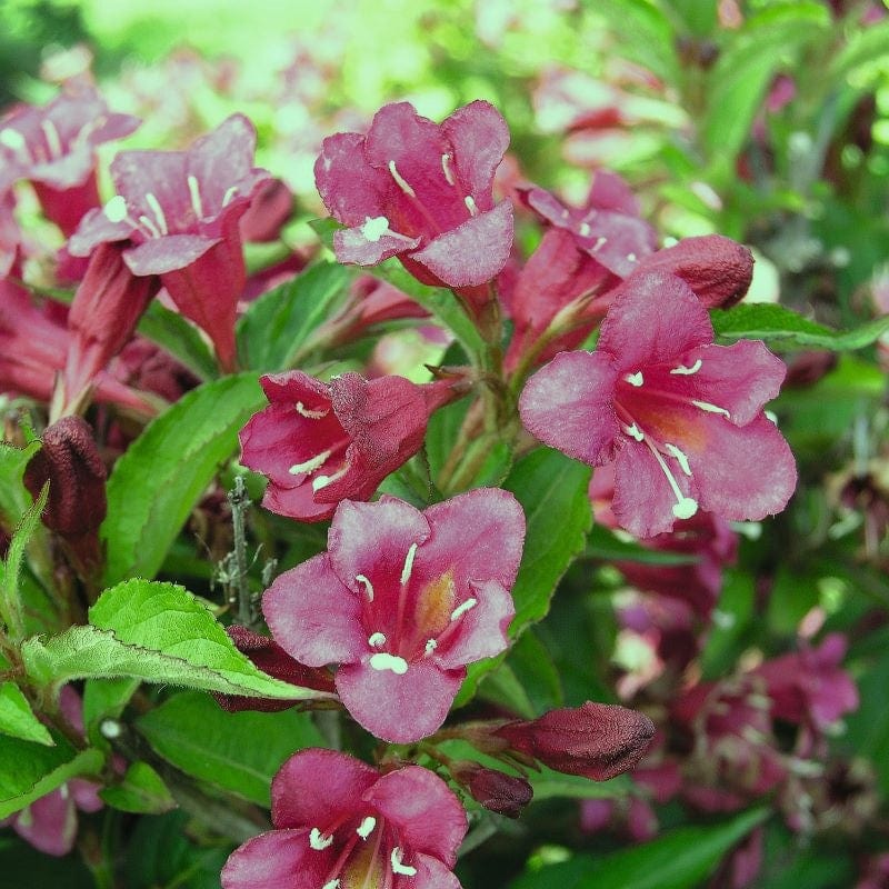 1 x 9cm Potted Plant Weigela Newport Red Shrub Plants