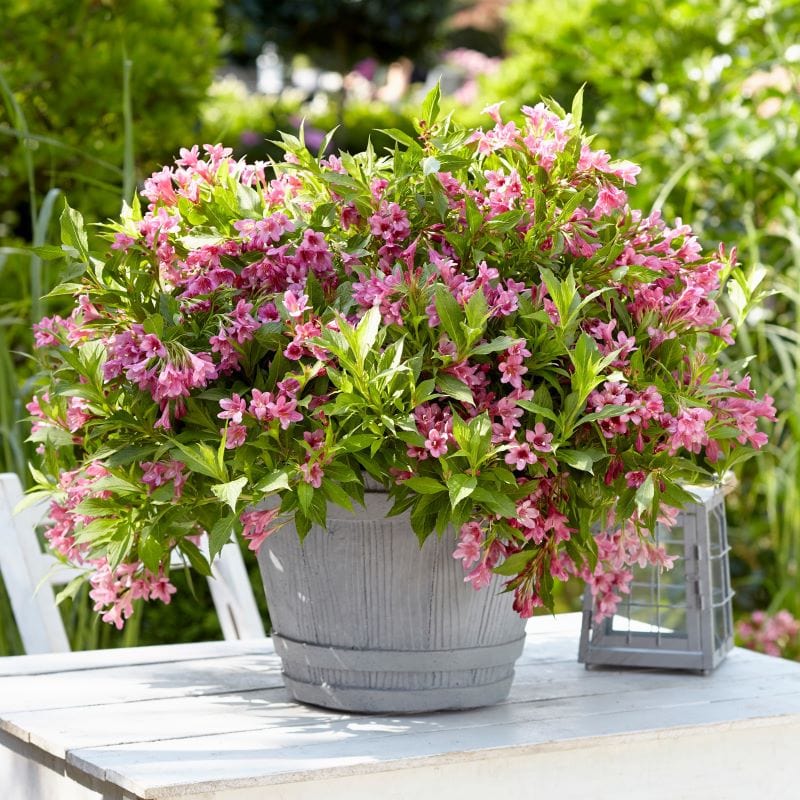 1 x 9cm Potted Plant Weigela Picobella Rosa Shrub Plants