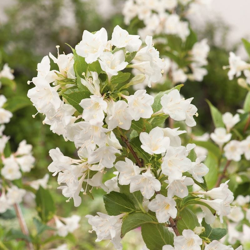 1 x 9cm Potted Plant Weigela Snowflake Shrub Plants