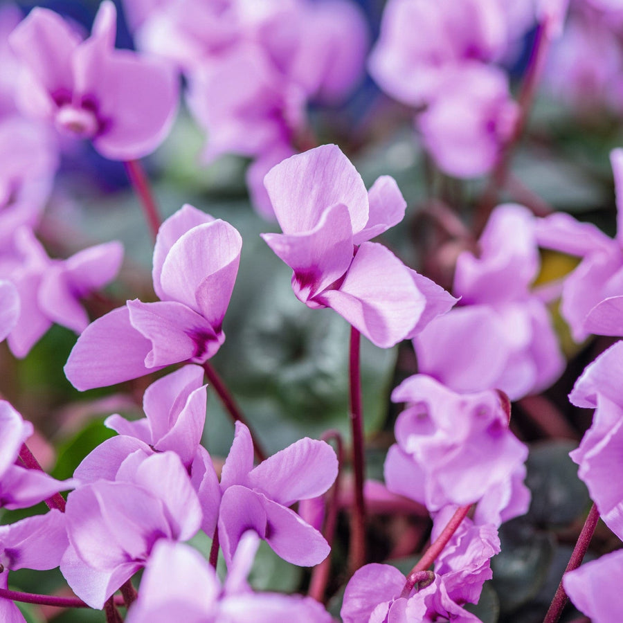 1 x 9cm potted plants Cyclamen Cyberia Pink Plants