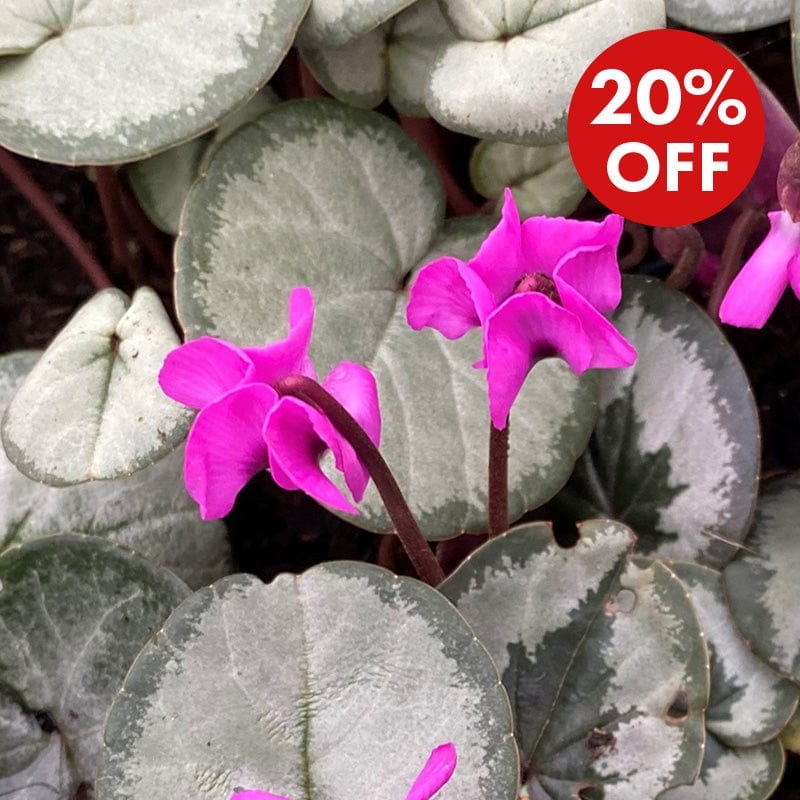 1 x 9cm potted plants Cyclamen Cyberia Rose Silver Plants