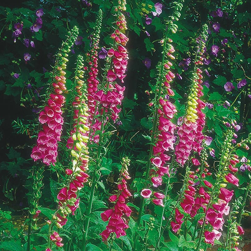 10 Young Plants Digitalis Dalmatian Mixed F1