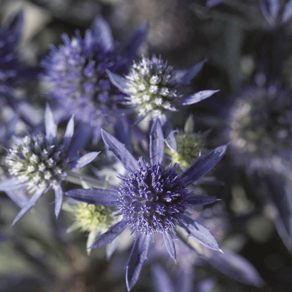 10 young plants Eryngium Blue Hobbit