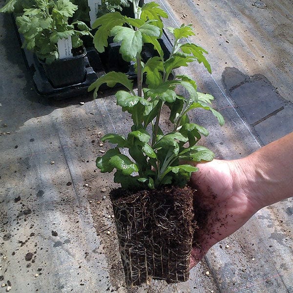 10 young plants, One of each variety Woolmans Chrysanthemum Cut Flower Bloom and Spray Young Plants Collection