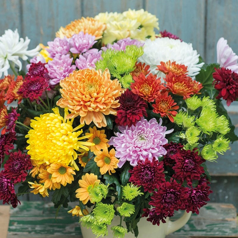 10 young plants, One of each variety Woolmans Chrysanthemum Cut Flower Bloom and Spray Young Plants Collection