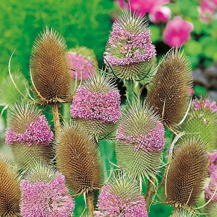 10 Young Plants Wild Teasel