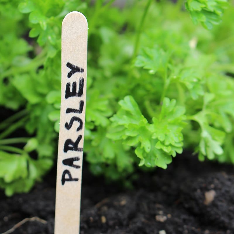 100 Wooden Plant Labels with Pencil