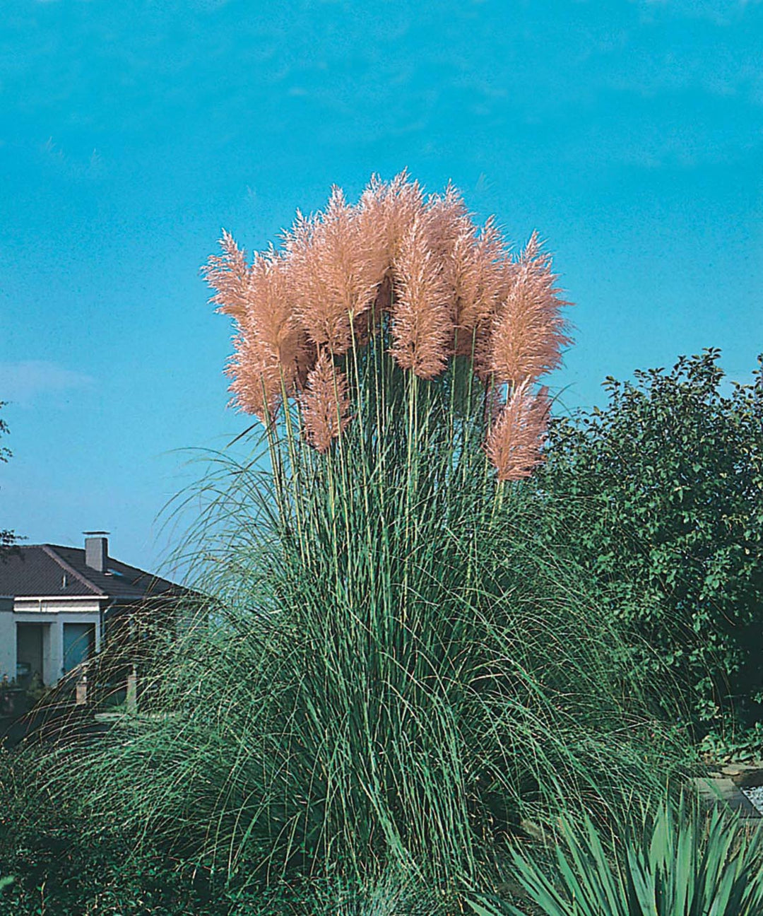 Pink Pampas Grass Seeds