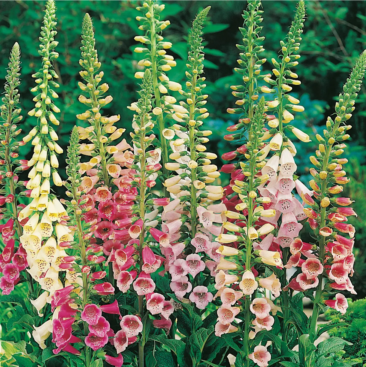 Foxglove Excelsior Mixed Seeds