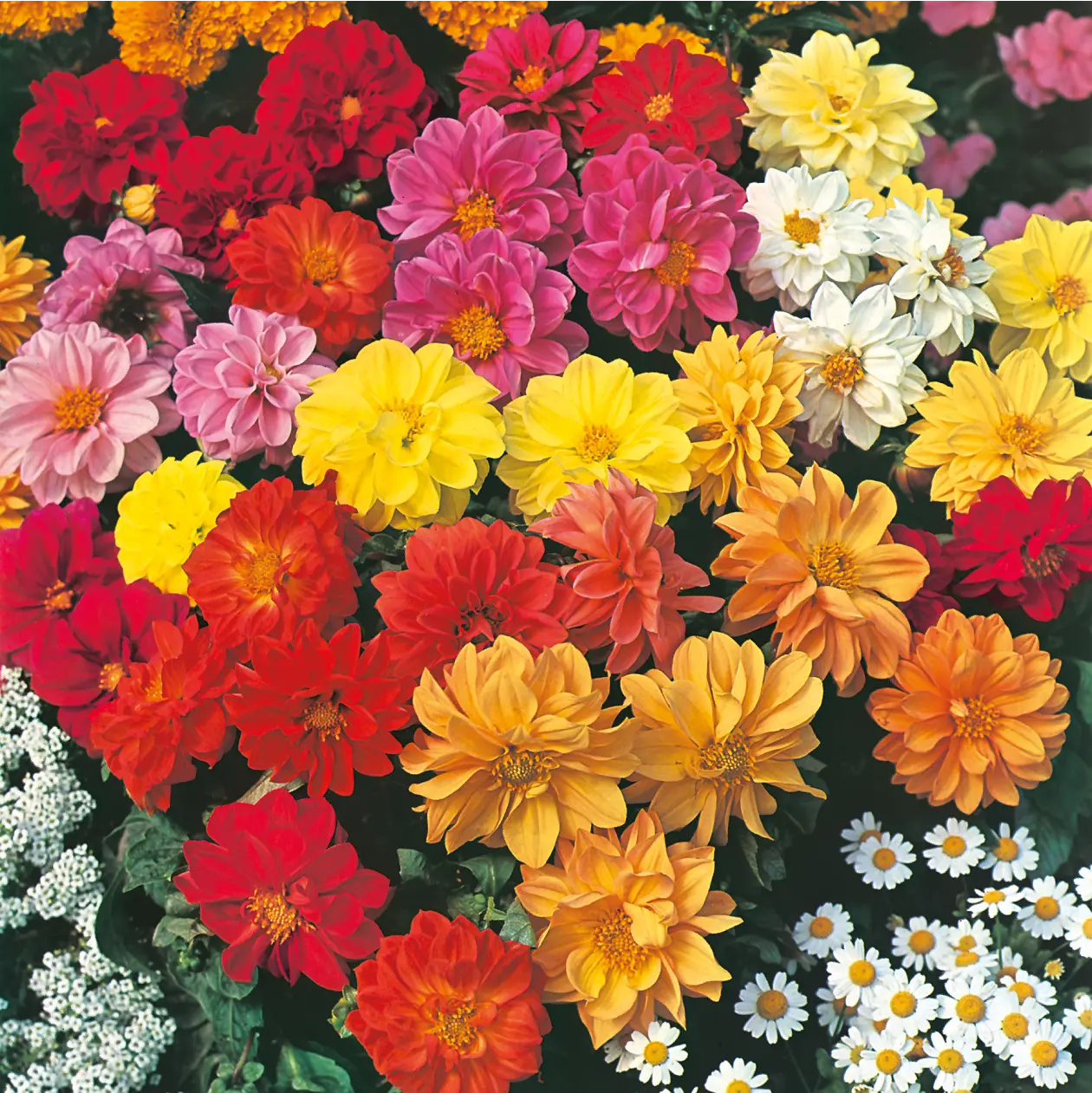 Dahlia Dwarf Double Mixed Seeds