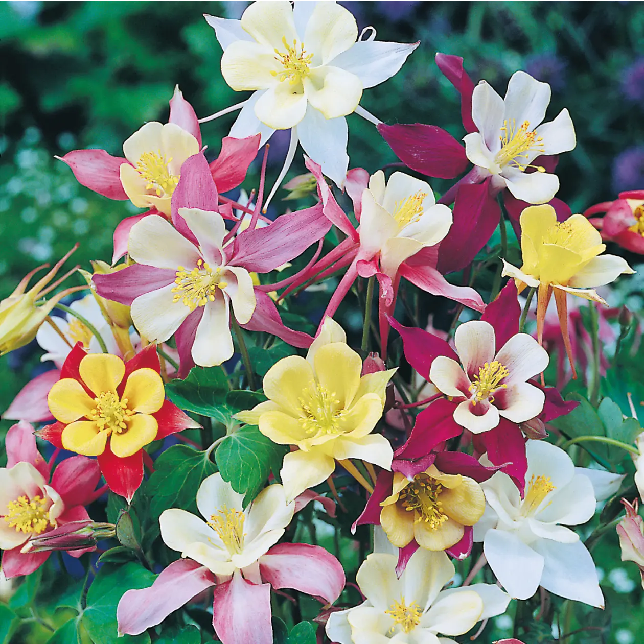 Aquilegia Mckana Giant Mixed Seeds