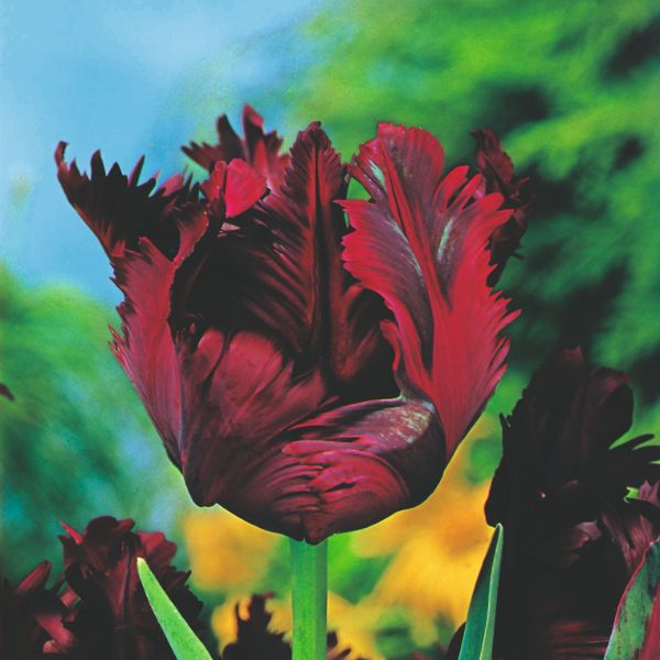 Tulip Black Parrot Flower Bulbs