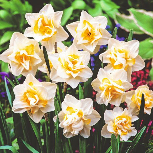 Narcissus White Lion Flower Bulbs