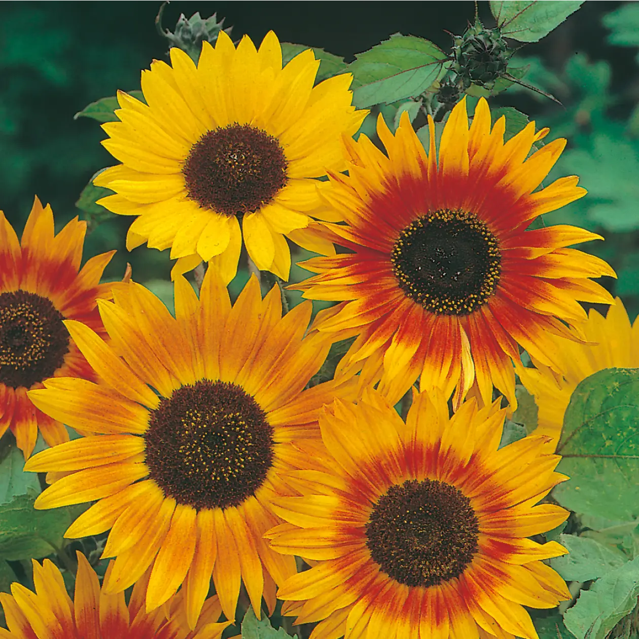 Sunflower Autumn Beauty Seeds