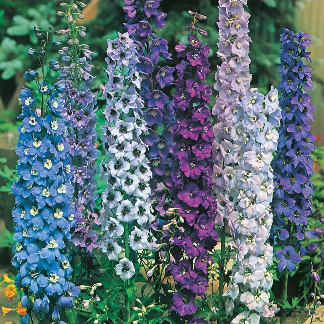 Delphinium Pacific Giants Mixed Seeds