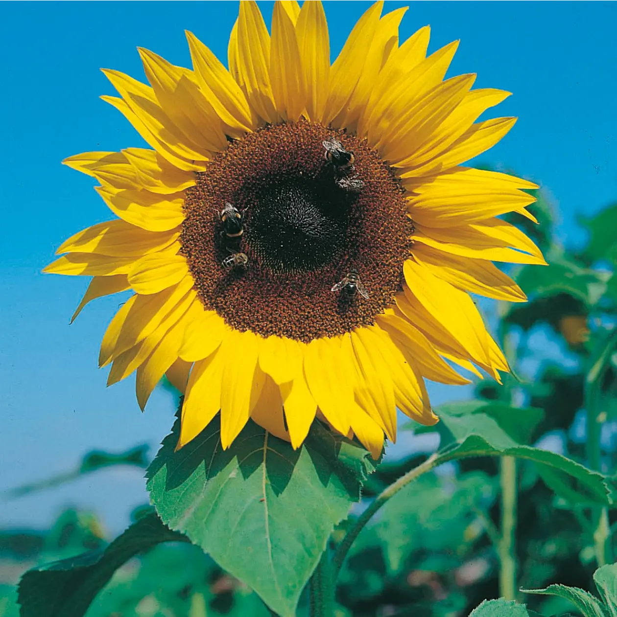 Sunflower Giant Single Seeds