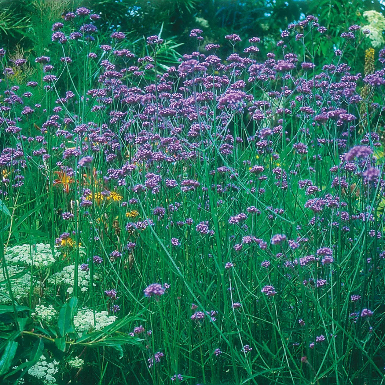 Flower Seeds