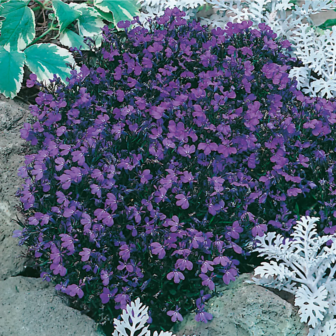 Lobelia Crystal Palace Seeds