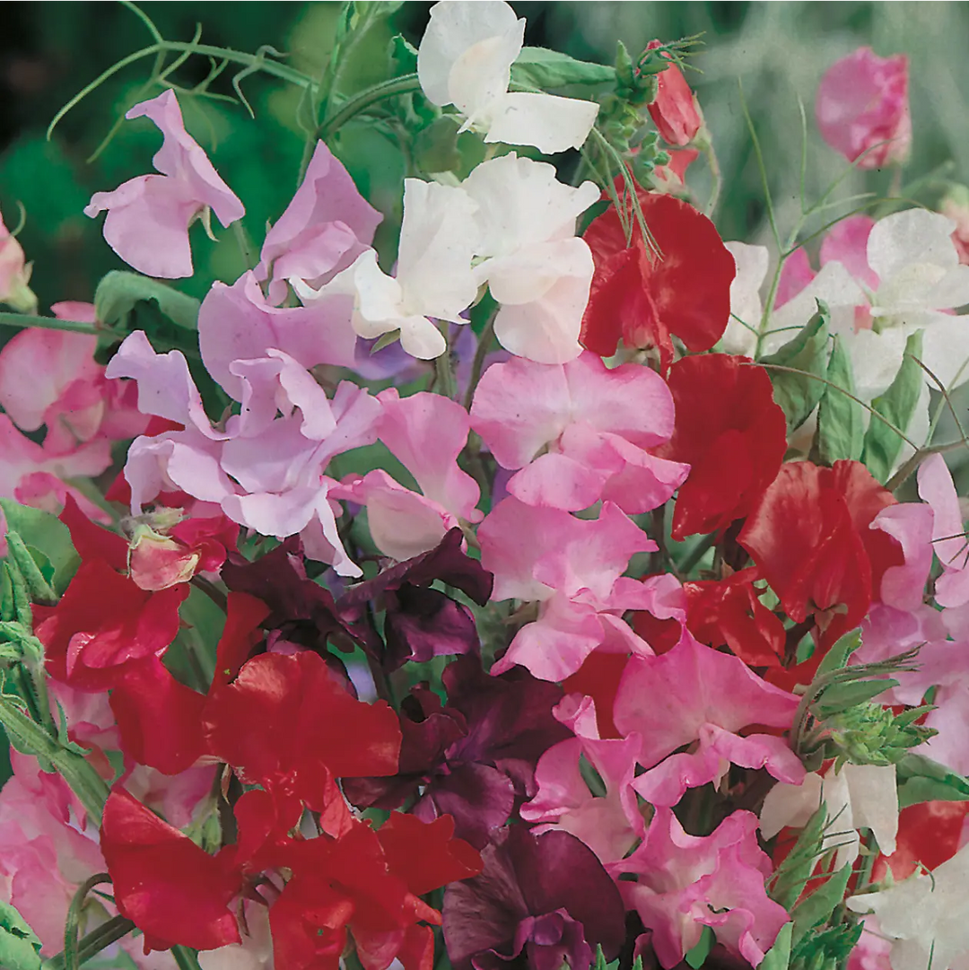 Sweet Pea Royal Mixed Seeds