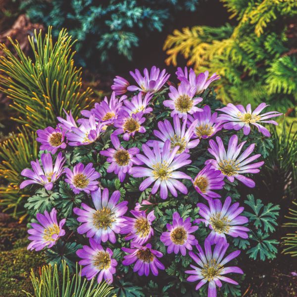 Johnsons Anemone Blanda Pink Star Flower Bulbs - Cheerful Spring Blooms