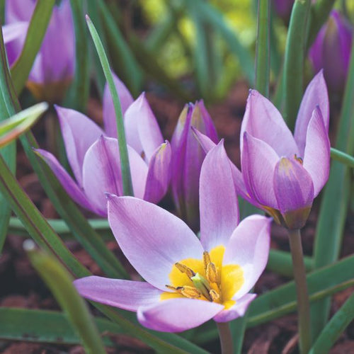 Johnsons Tulip Pulchella Humilis Flower Bulbs Starry Spring Tulips