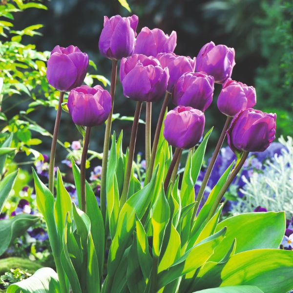 Tulip Negrita Flower Bulbs