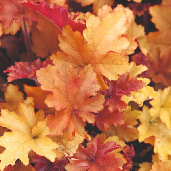 Heuchera Marmalade Flower Plant