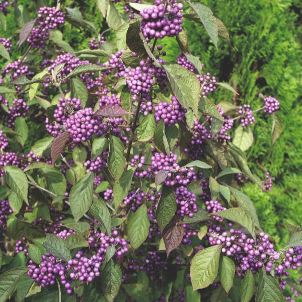 Callicarpa Bodinieri Profusion Flower Plant