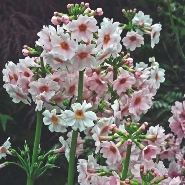 Primula Japonica Appleblossom Flower Plant