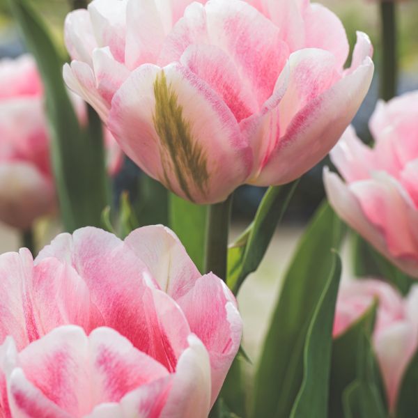 Tulip Foxtrot Flower Bulbs