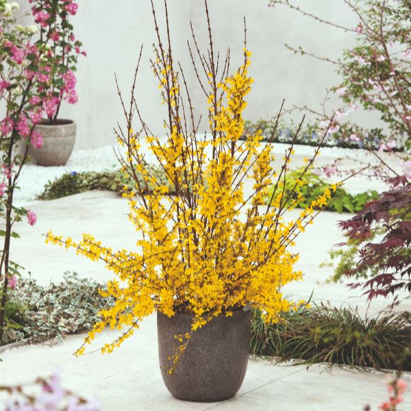 Forsythia Intermedia Weekend Flower Plants