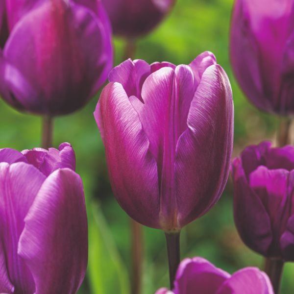 Tulip Negrita Flower Bulbs