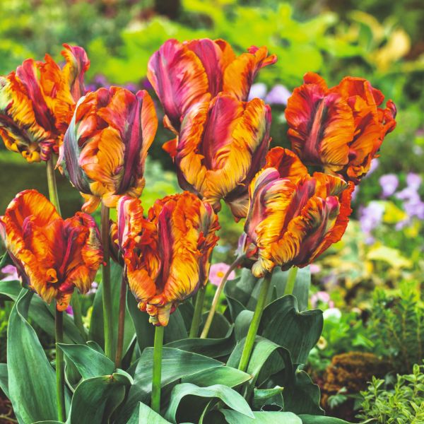 Johnsons Tulip Rasta Parrot Flower Bulbs Bright Multicolour Tulips