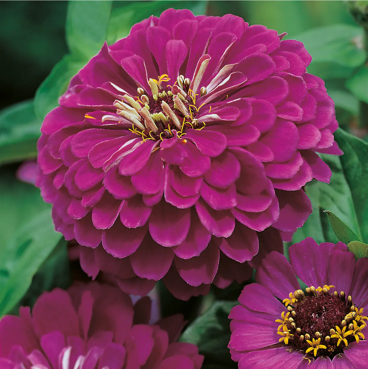 Zinnia Purple Prince Seeds