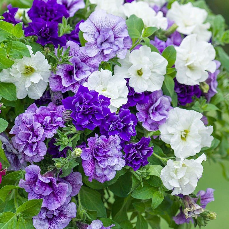 15 plants, 5 of each Petunia Tumbelina Collection