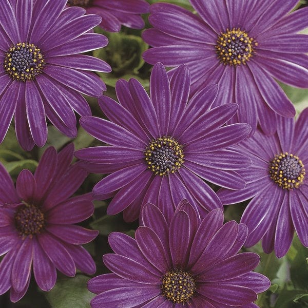 15 plants, five of each Osteospermum Serenity Collection