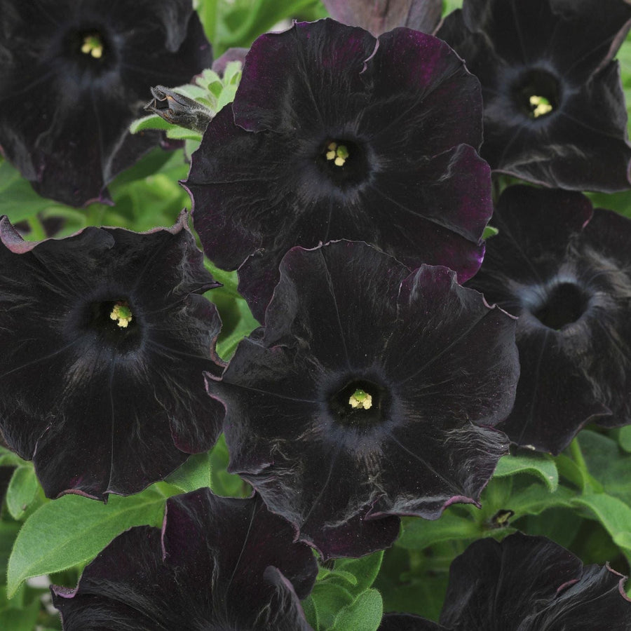 15 x Young Plants Petunia Black Velvet Plants