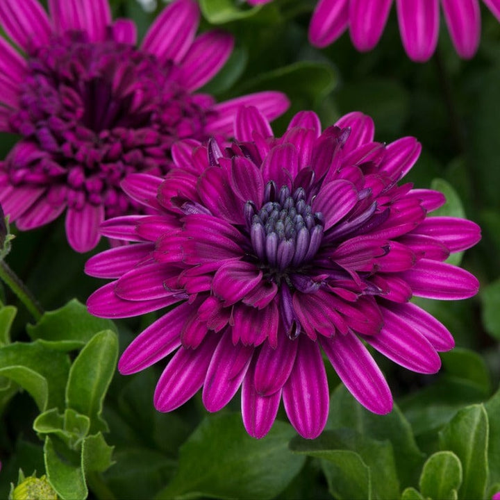 15 Young Plant Osteospermum 3D Double Purple