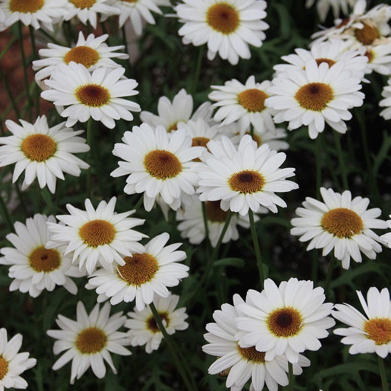 15 young plants, 5 of each Argyranthemum Grandaisy Collection