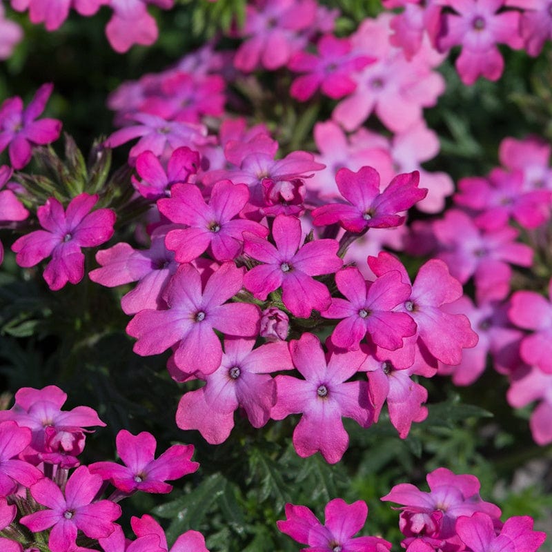 15 Young Plants, 5 of each Verbena Enchantment Basket Collection