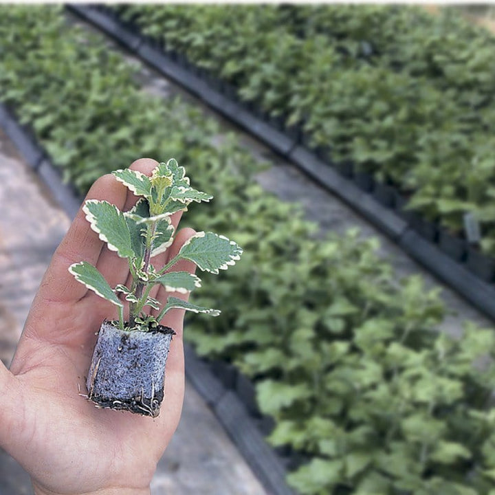 15 Young Plants, 5 of each Verbena Enchantment Basket Collection