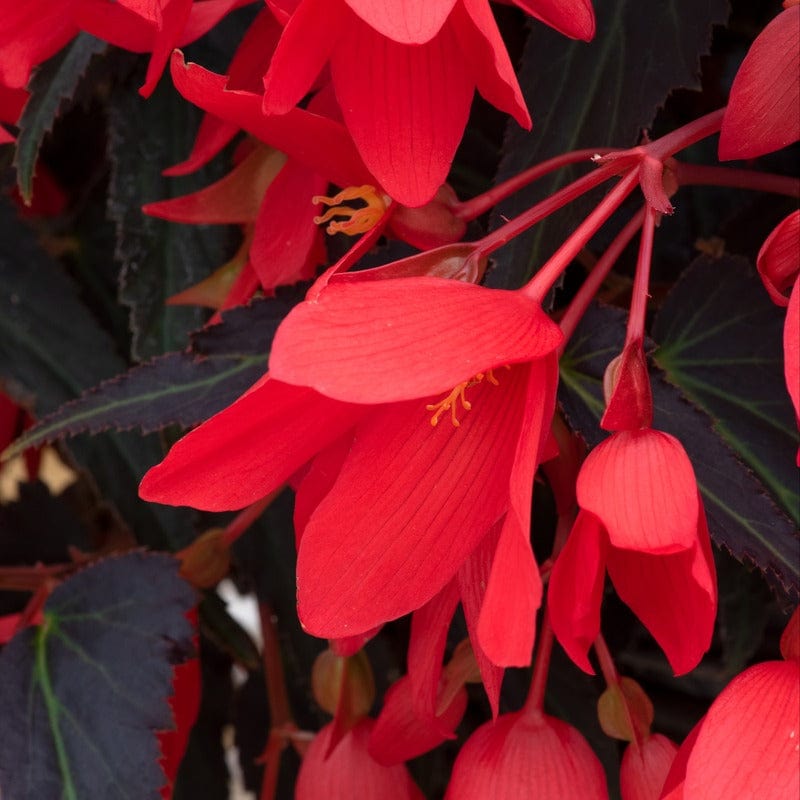 15 Young Plants Begonia Starshine Bronze Red