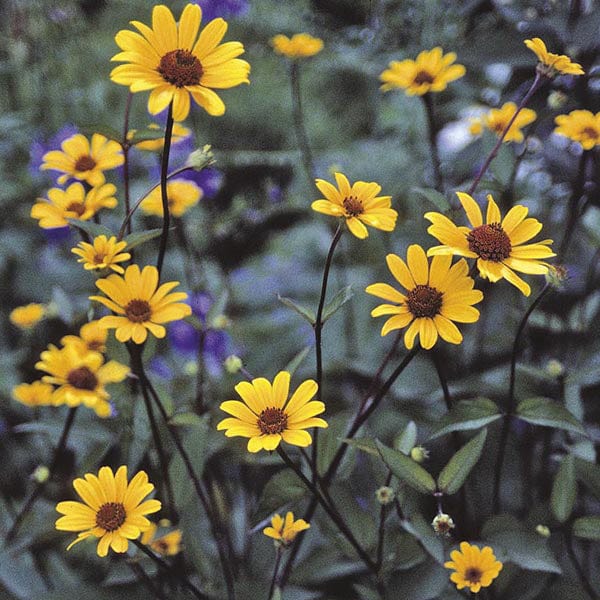 15 Young Plants Heliopsis Summer Nights