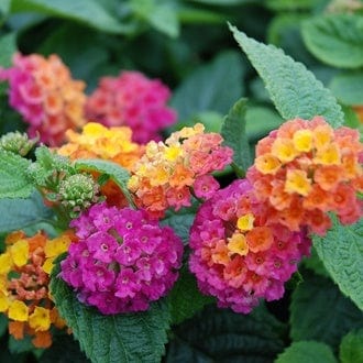 15 Young Plants Lantana Calippo Orange Magenta