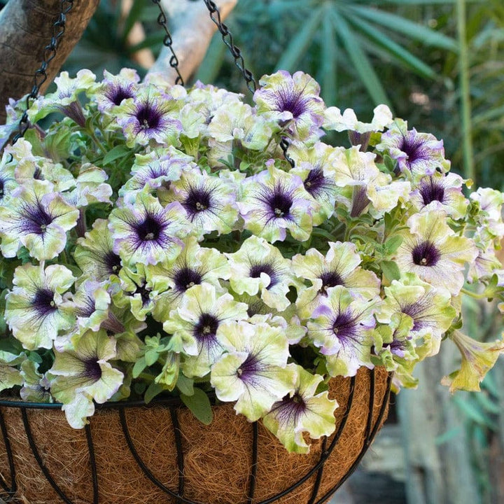 15 Young Plants Petunia Surfinia Burgundy