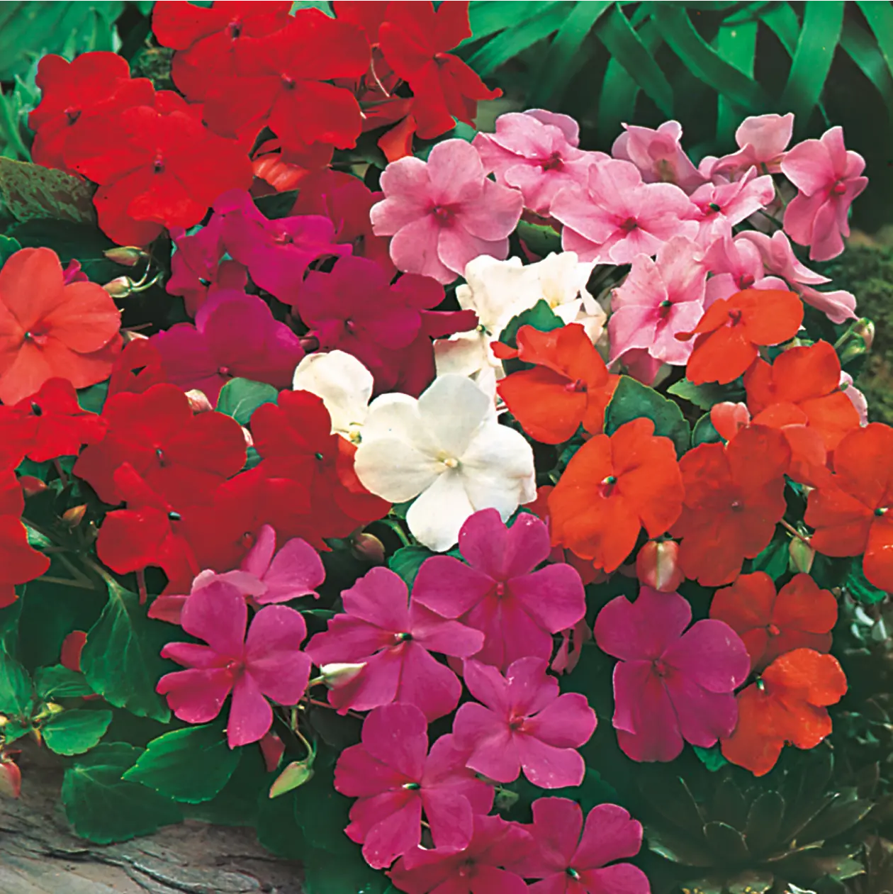 Busy Lizzie Safari Mixed F2 Seeds
