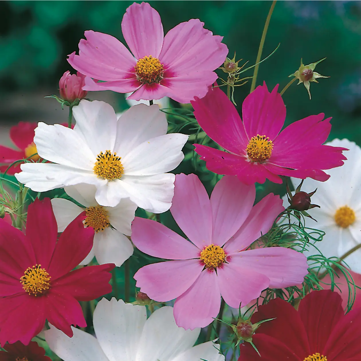 Cosmos Sensation Mixed Seeds