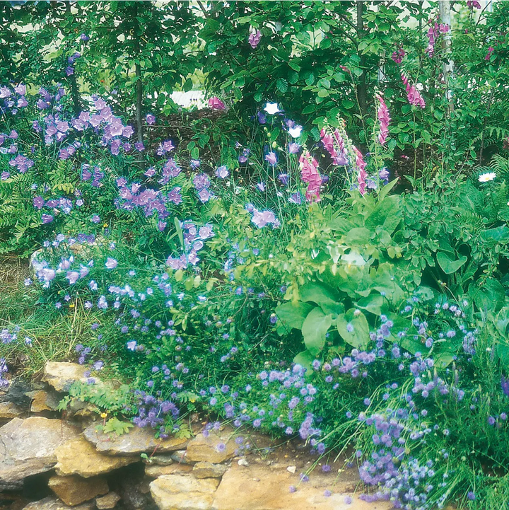 Wildflower Woodland Mixture Seeds